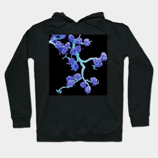 Kidney glomeruli, SEM (C026/0501) Hoodie